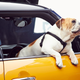 Illustration for article titled The Bulldog Is Back – The New Mini Is Coming